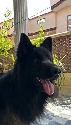 german shepherd black long coat puppies