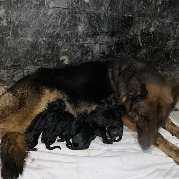 german shepherd black long coat puppies 2