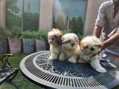 6 Shih Tzu dogs for sale