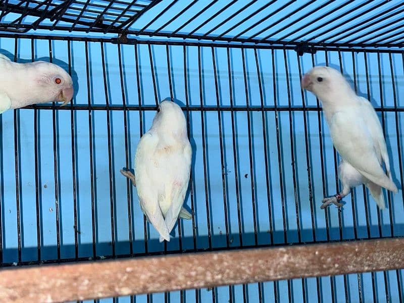 Creamino, Albino, Decino, Parblue Love bird 1
