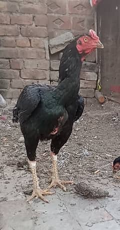 Aseel Breeder Murgha