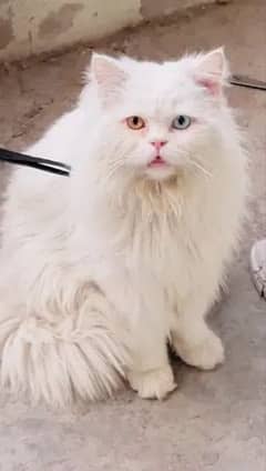Persian Male Cat