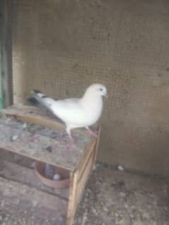 Urgent sale pigeon