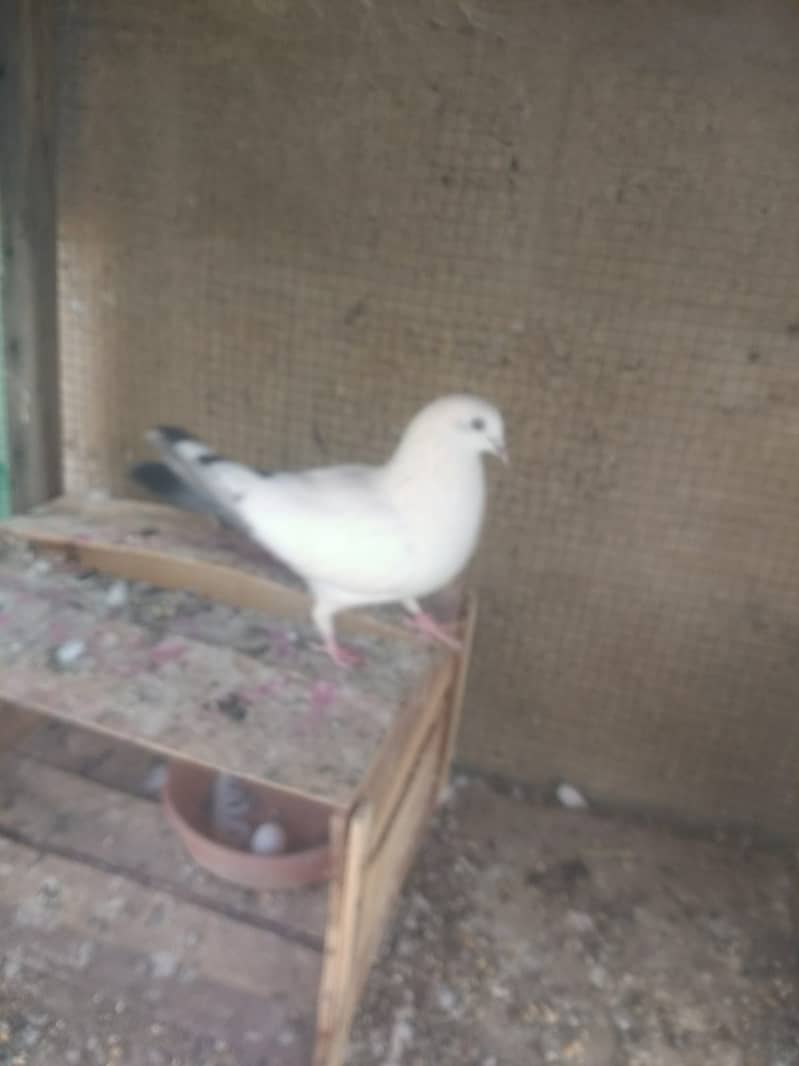 Urgent sale pigeon 0