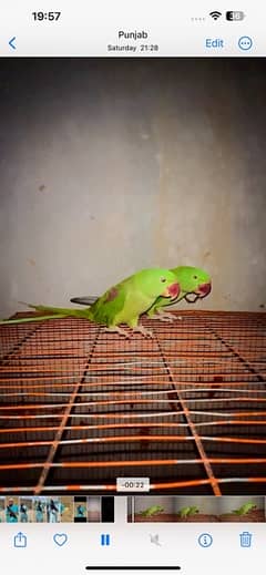 Two Pahari Parrots 1 Year Age Male Female Not Confirmed