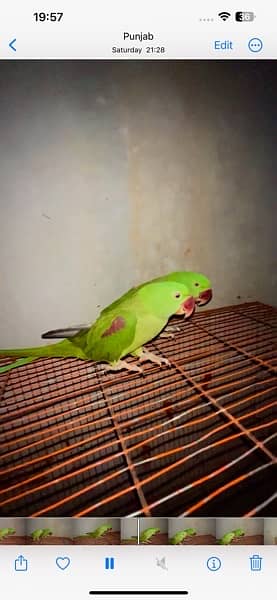Two Pahari Parrots 1 Year Age Male Female Not Confirmed 1