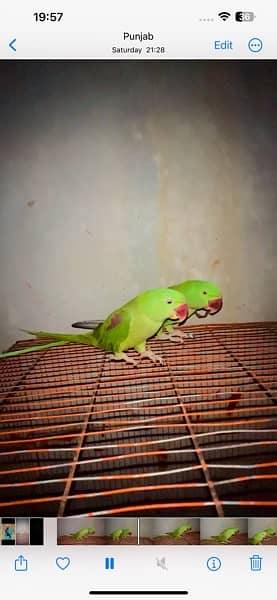 Two Pahari Parrots 1 Year Age Male Female Not Confirmed 2