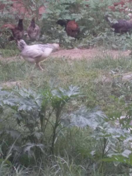 03188305150 call &WhatsApp only dsei hen 3.5 month old chicks for SALE 0