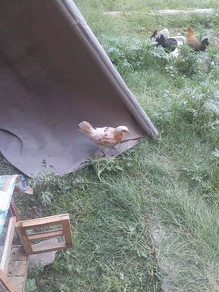 03188305150 call &WhatsApp only dsei hen 3.5 month old chicks for SALE 3