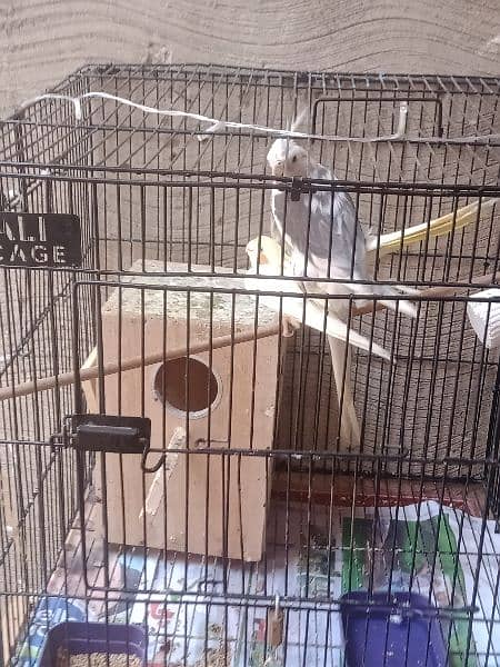 3 pair cocktail and lovebirds urgent sale 0