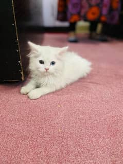 Percian Multi eye color  3 months Trained Kitten