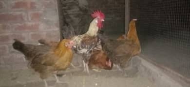cock. +. hens