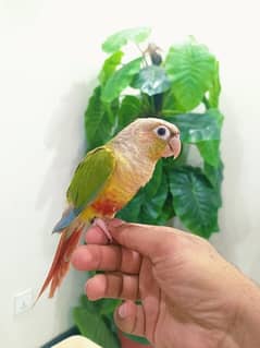 Pineapple conure self parrot / Bird / Grey / Macaw / Cockatoo / Tamed