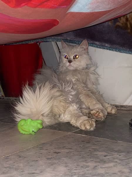 persian cat for sale 1