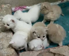 persion kittens up for sale