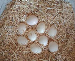 PURE ASEEL EGGS HAI ONLY CALL 03004927357