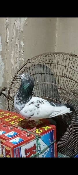 3 pigeon For Sale | Beautiful Pair of Pigeon 1