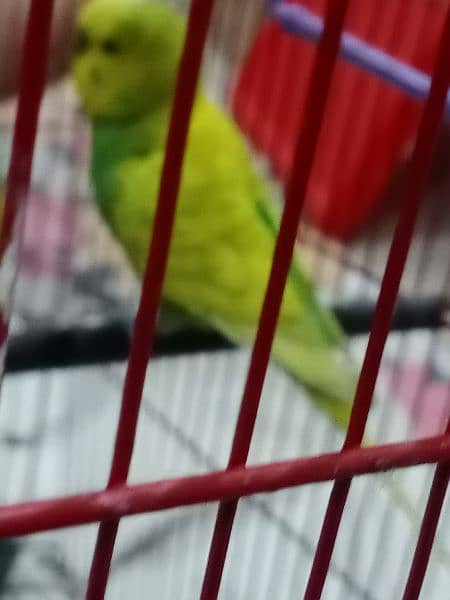 Australian Male Parrot 2
