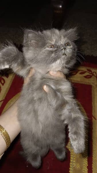Persian cats 7