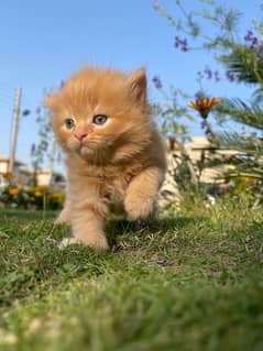Orange kitten for Sale