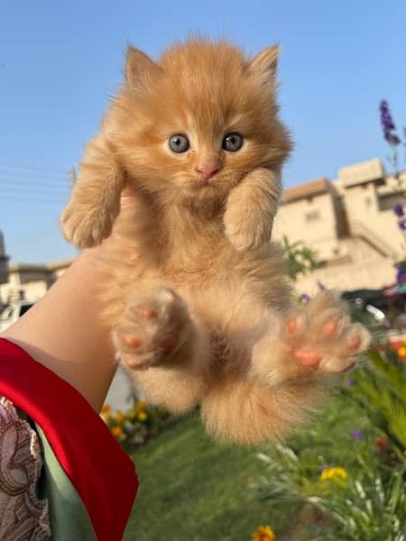 Healthy active  Kittens for sale 1