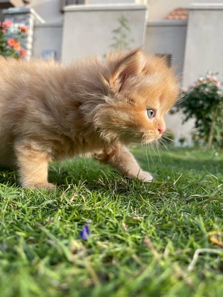 Healthy active  Kittens for sale 2