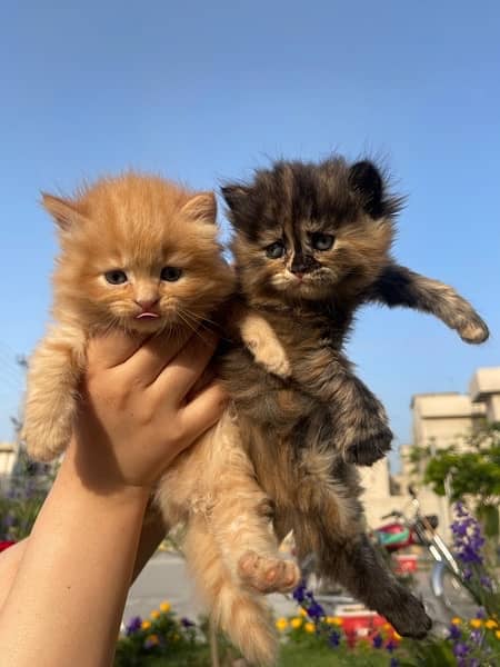 Healthy active  Kittens for sale 3