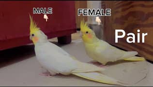 cocktail parrots / parrots