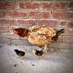 HEALTHY AND ACTIVE ASEEL HEN WITH 2 desi CHICKS (2week)