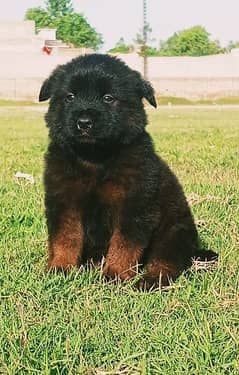 German Shepherd black puppies for sale