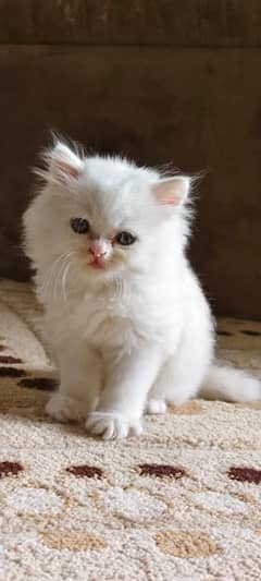semi punch face persian cat