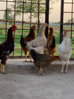 Hens ,golden misri, murgian