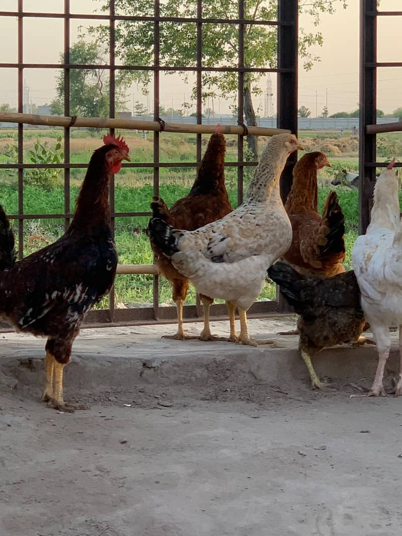 Hens ,golden misri, murgian 1