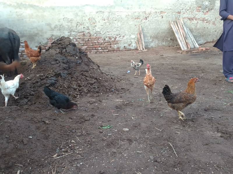 Hens ,golden misri, murgian 6