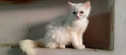 Persian cats blue eyes