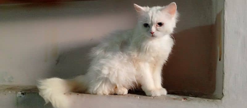Persian cats blue eyes 0