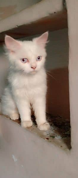 Persian cats blue eyes 1