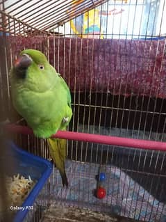 pair of indian ring neck parrots for sale