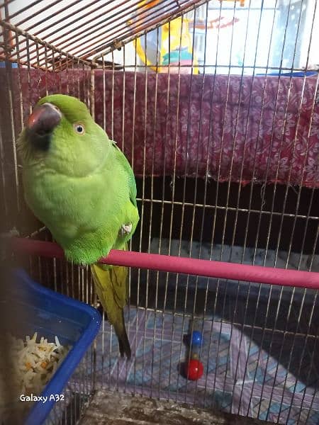 pair of indian ring neck parrots for sale 0