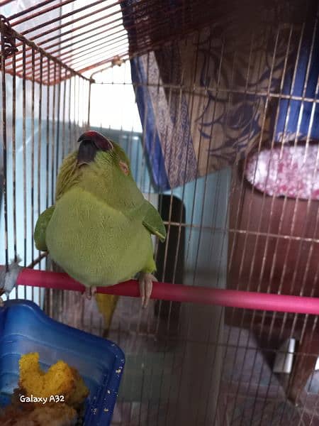pair of indian ring neck parrots for sale 1