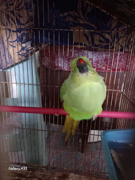 pair of indian ring neck parrots for sale 2