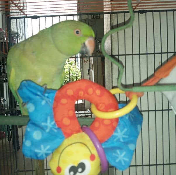 pair of indian ring neck parrots for sale 3