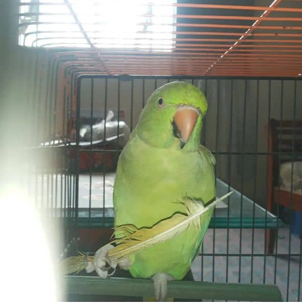 pair of indian ring neck parrots for sale 4
