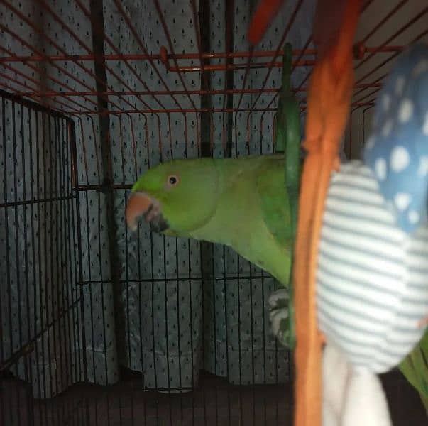 pair of indian ring neck parrots for sale 5
