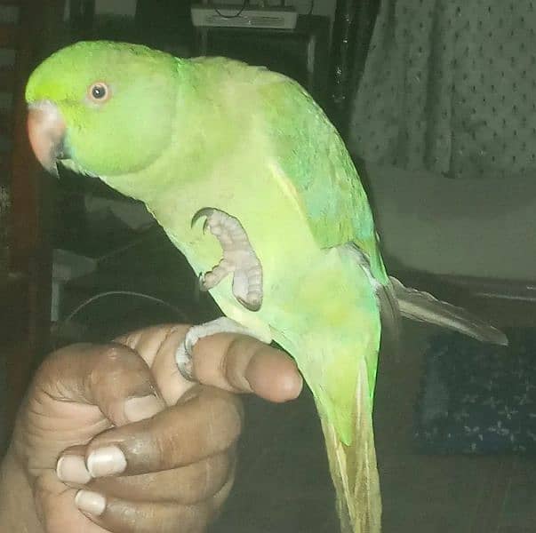 pair of indian ring neck parrots for sale 6