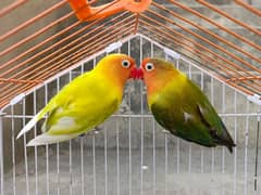 Lovebird Breeder Pair Top Quality| poss pallid×green euwing fischer