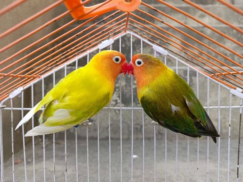 Lovebird Breeder Pair Top Quality| poss pallid×green euwing fischer 0