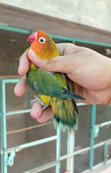 Lovebird Breeder Pair Top Quality| poss pallid×green euwing fischer 1