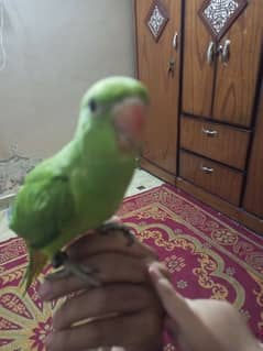 Raw Parrot hand train