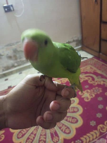 Parrot hand train 3